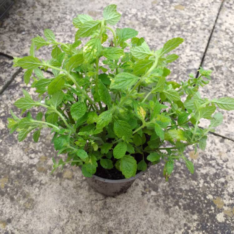 plant image 1117911