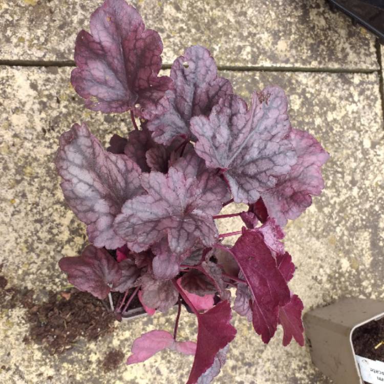 plant image 1117917