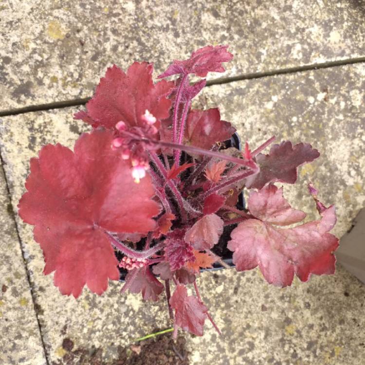 Plant image Heuchera 'Fire Chief'