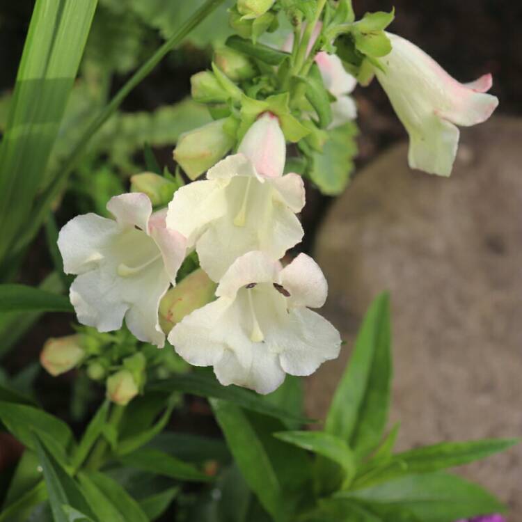 plant image 1120887 plant image 1120887