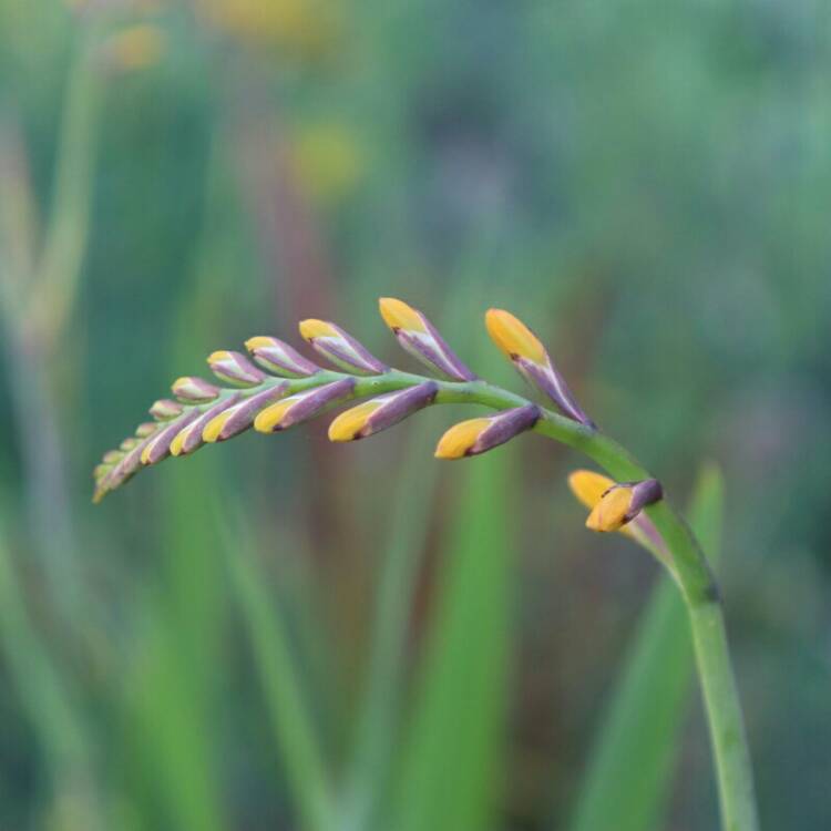 plant image 1128665
