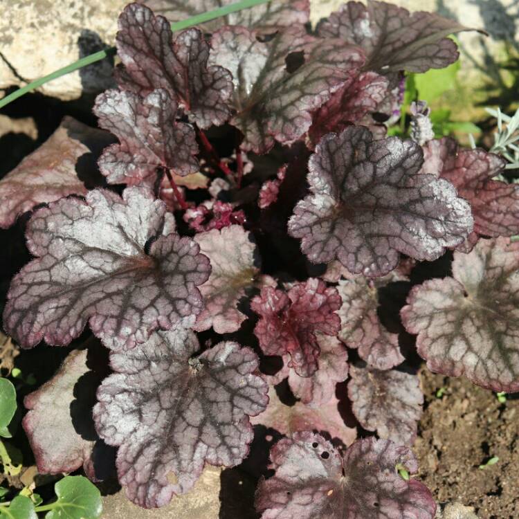 Plant image Heuchera 'Plum Pudding'