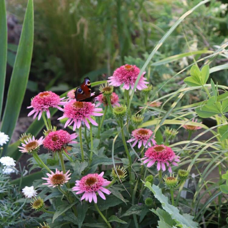 plant image 1132397 plant image 1132397