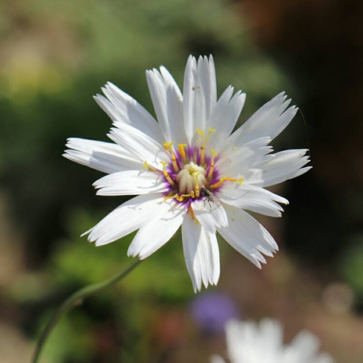 plant image 1138444 plant image 1138444