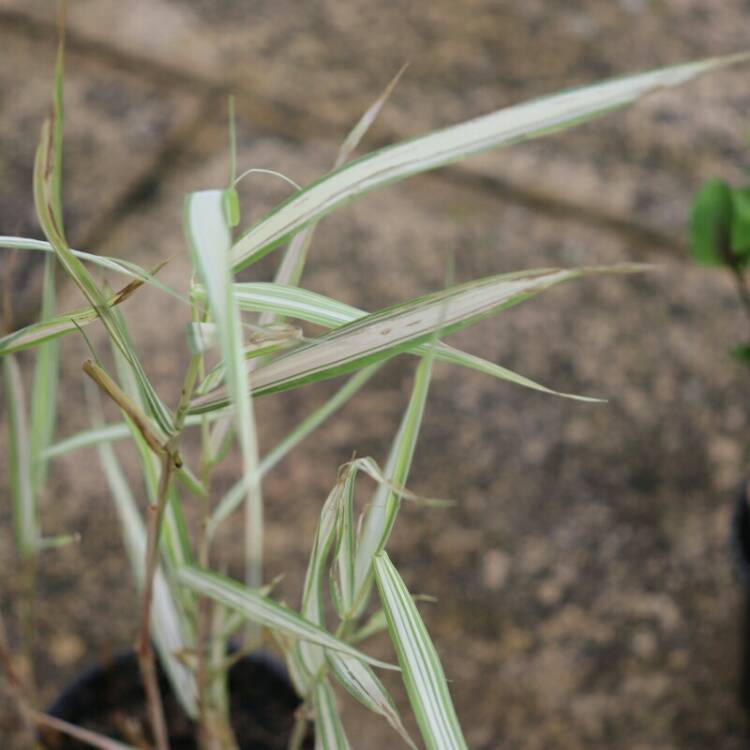 plant image 1144058