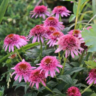 Echinacea 'Butterfly Kisses'