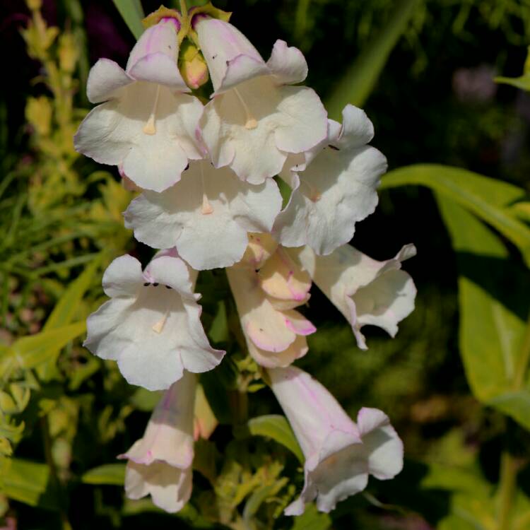 plant image 1146730 plant image 1146730