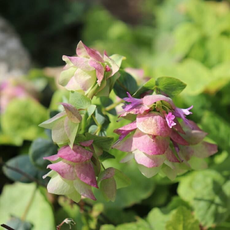 plant image 1148160 plant image 1148160