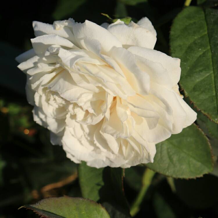 plant image 1153213 plant image 1153213