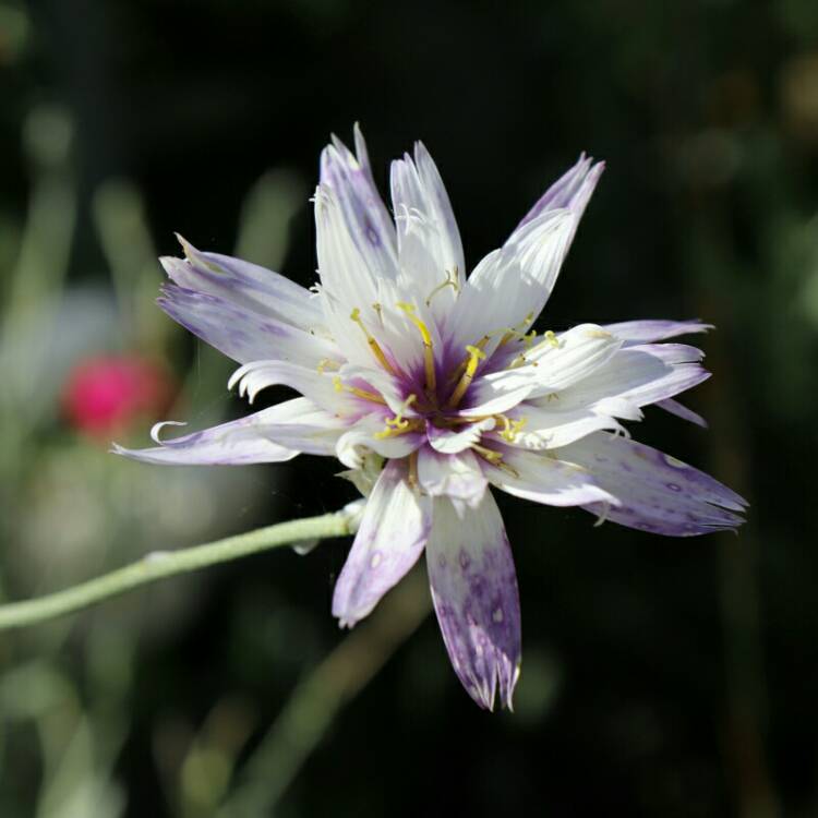 plant image 1163339 plant image 1163339