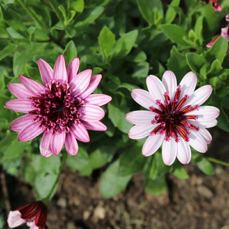 plant image 1163340 plant image 1163340