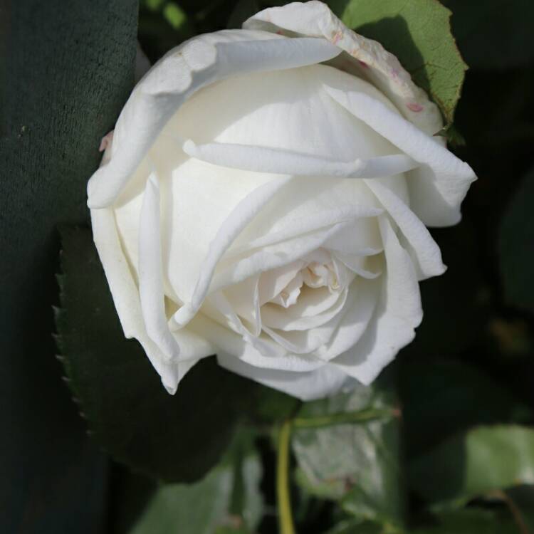 plant image 1163341 plant image 1163341