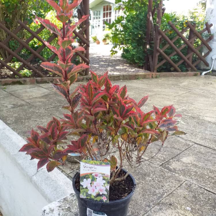plant image 1165200
