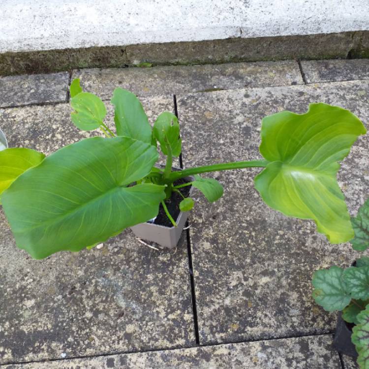 Plant image Zantedeschia aethiopica 'Green Goddess'