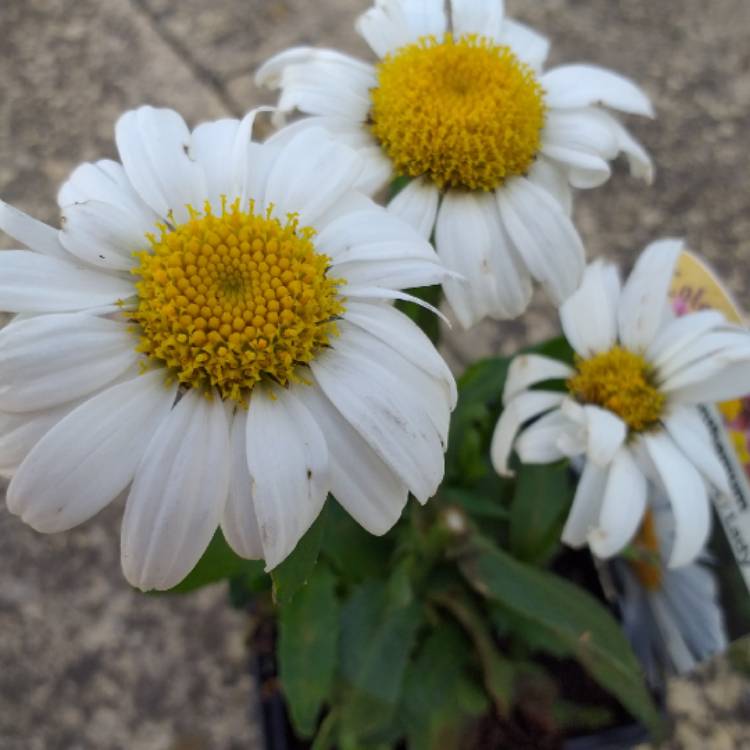plant image 1165958