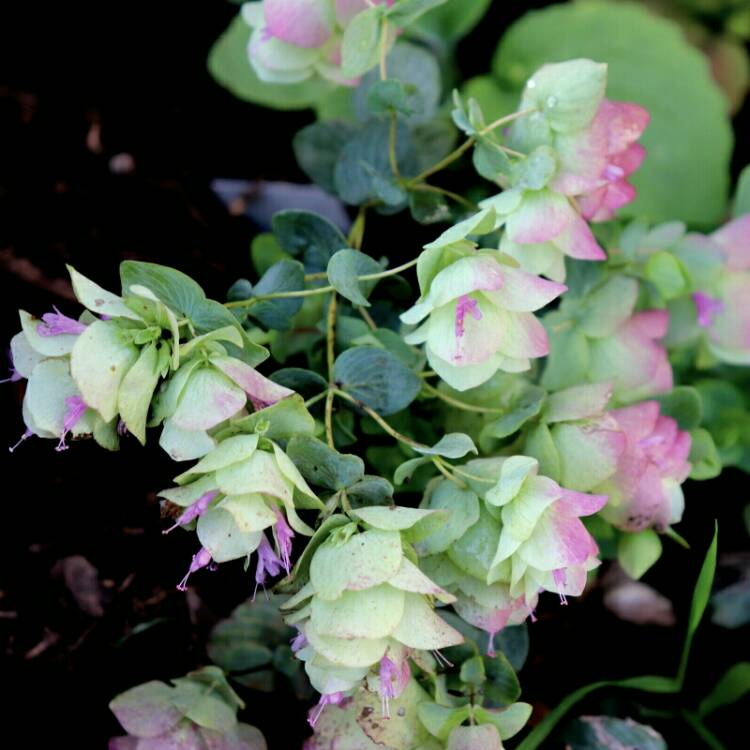 plant image 1168242 plant image 1168242