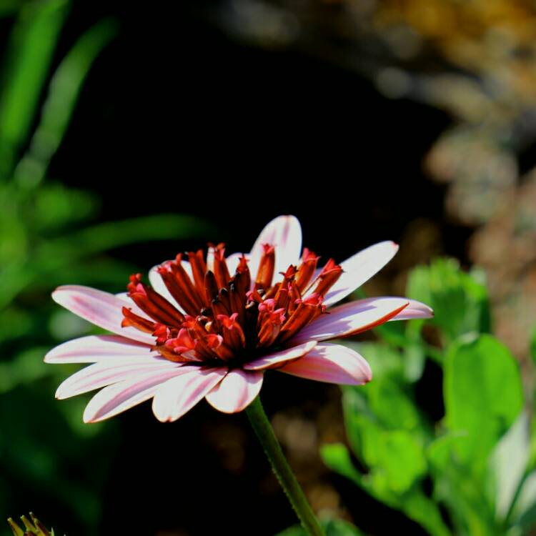 plant image 1168723 plant image 1168723