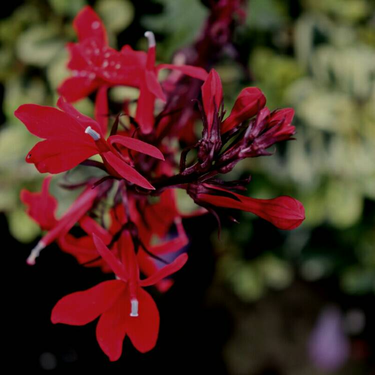 plant image 1169959