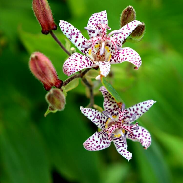 plant image 1172898