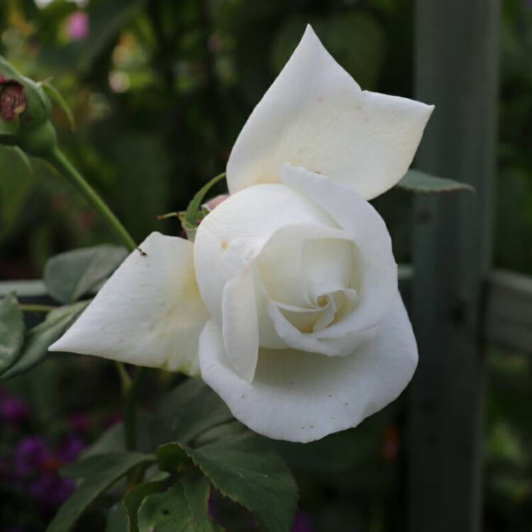 plant image 1173399 plant image 1173399