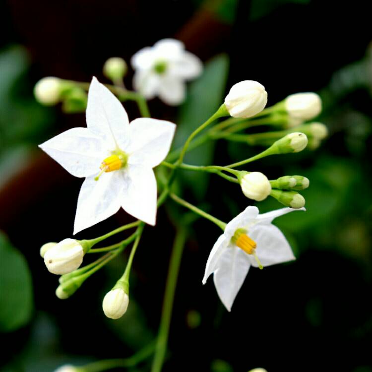 plant image 1178646 plant image 1178646