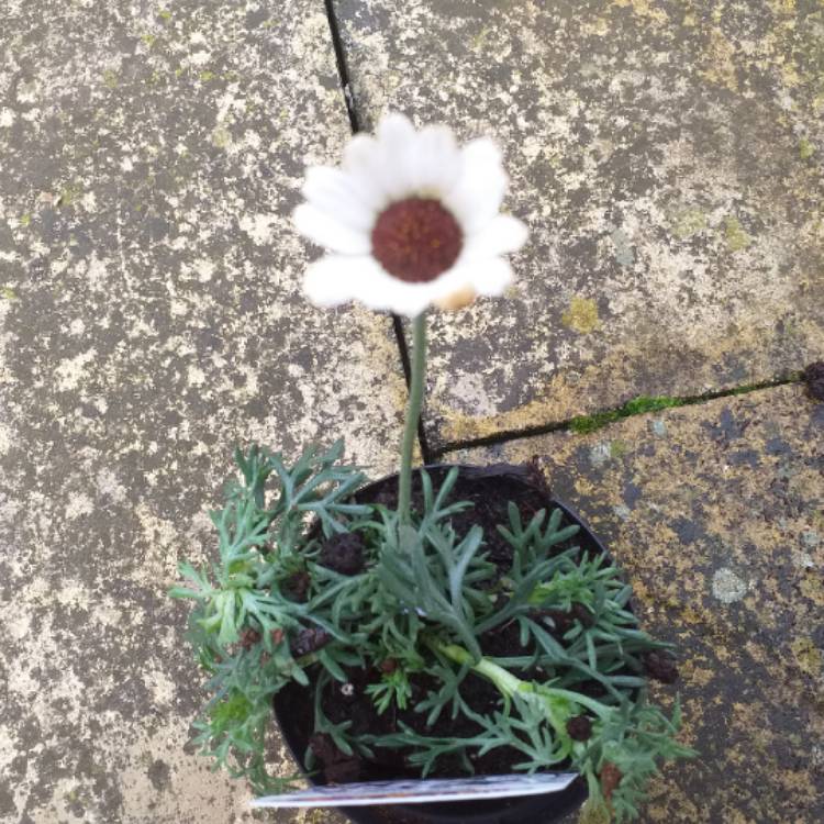 Plant image Rhodanthemum 'Casablanca' (Atlas Daisy Series)