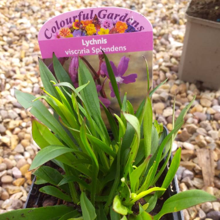 plant image 1183333