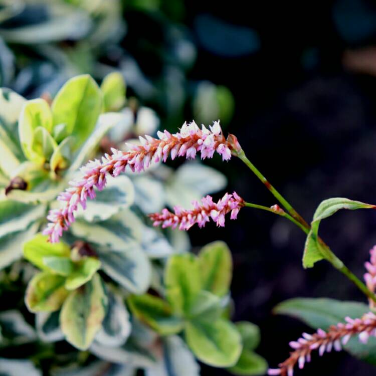 plant image 1186831