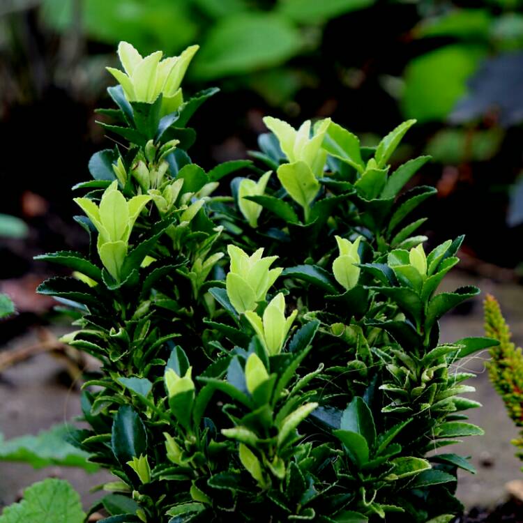 Plant image Euonymus 'Paloma Blanca'