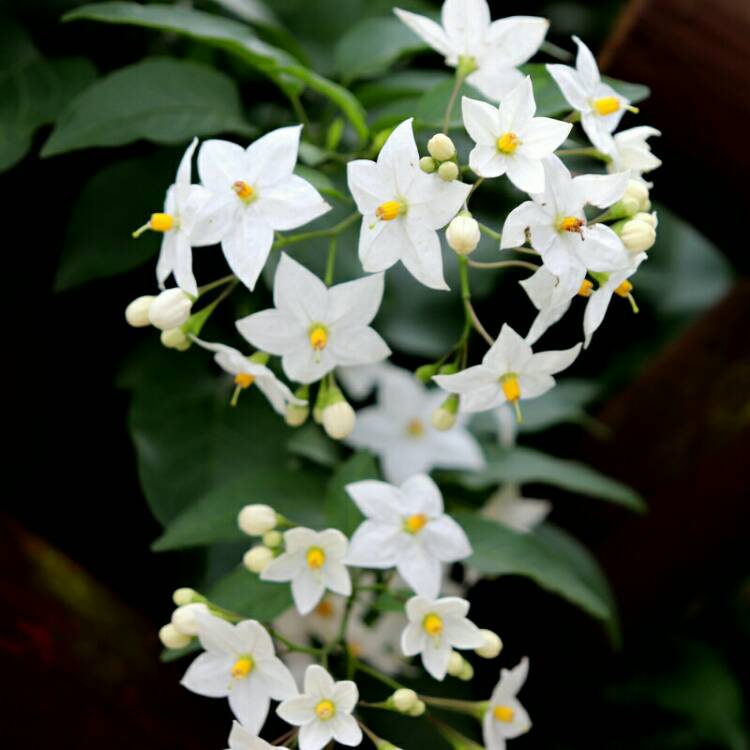 plant image 1190729 plant image 1190729