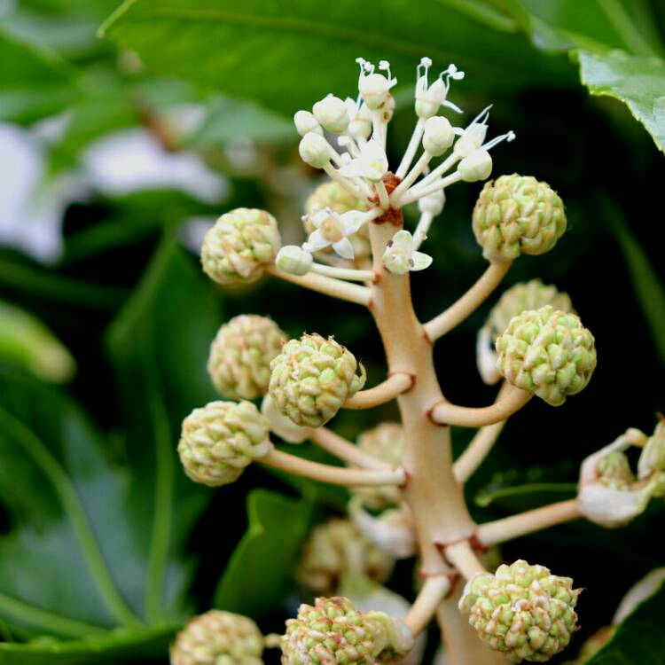plant image 1190732