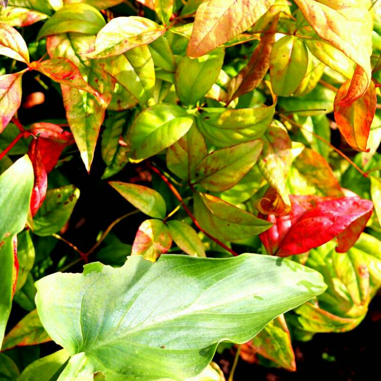 plant image 1195177 plant image 1195177