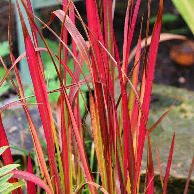 Plant image Imperata cylindrica 'Rubra'