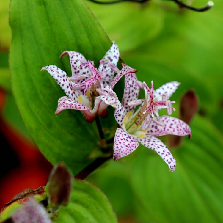 plant image 1197955