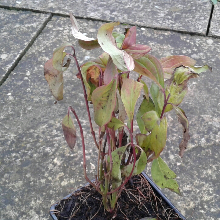 Plant image Cornus sericea 'Kelseyi'