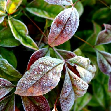 Nandina domestica 'Fire Power'