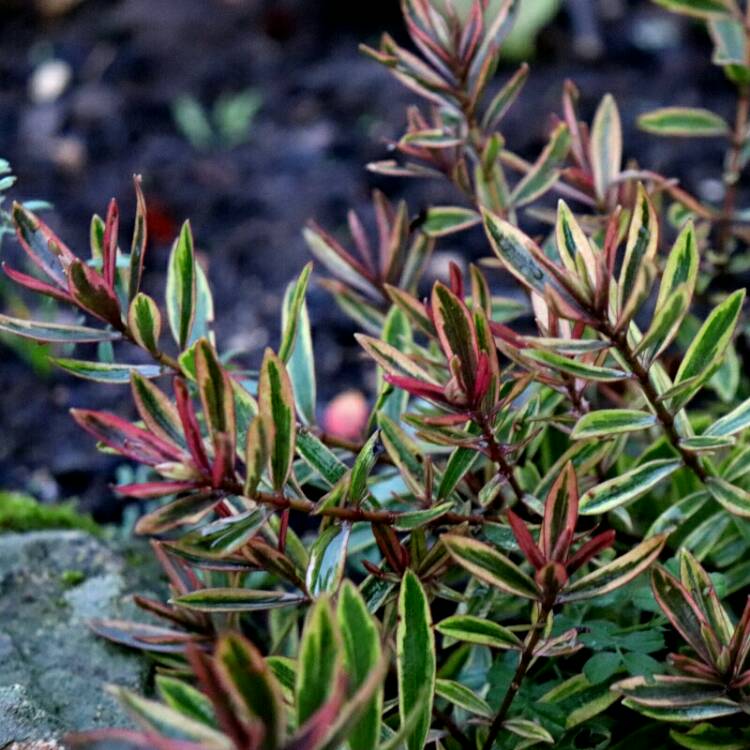 Plant image Hebe 'Magic Summer'