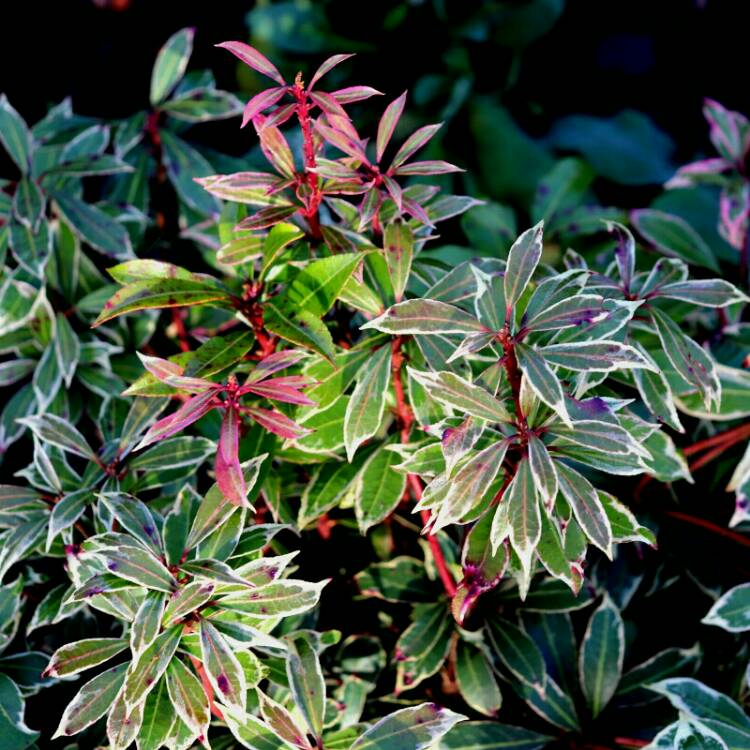 plant image 1204765 plant image 1204765