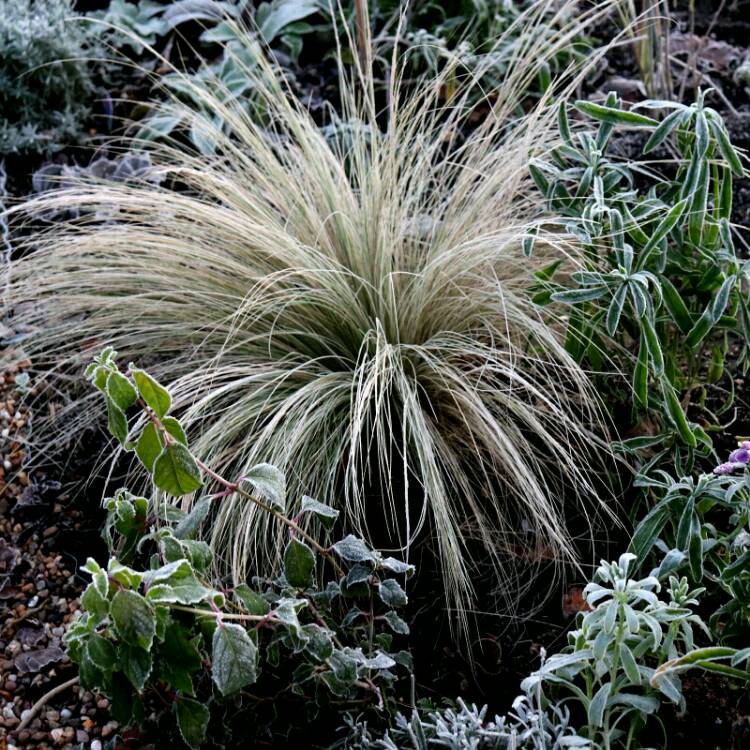plant image 1204779 plant image 1204779