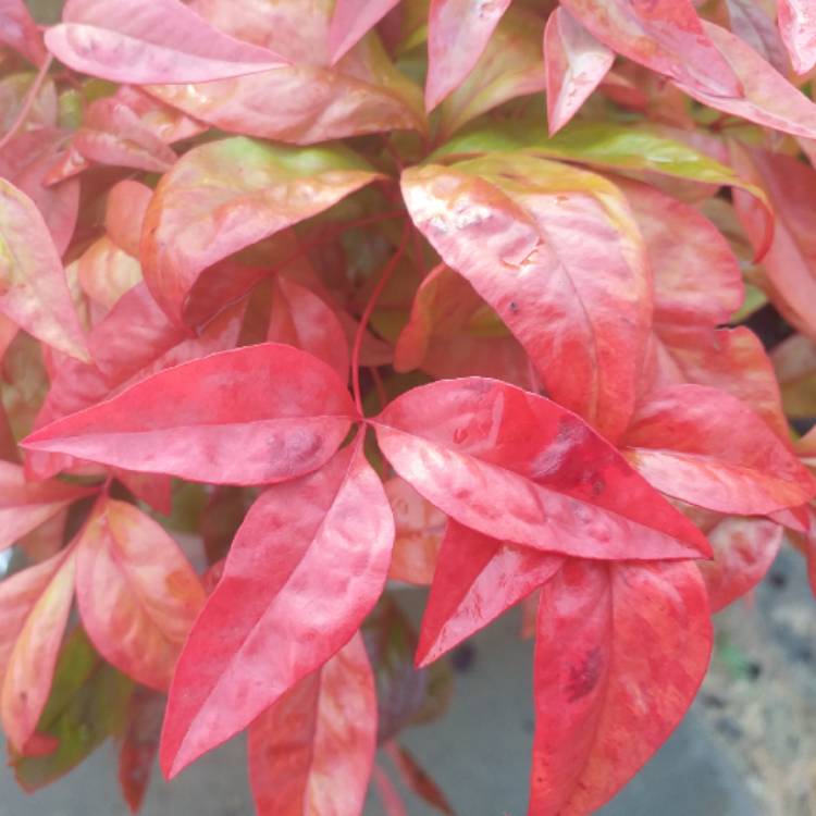 plant image 1213473 plant image 1213473