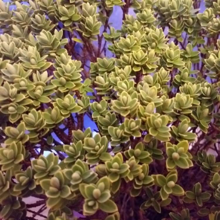 plant image 1216017