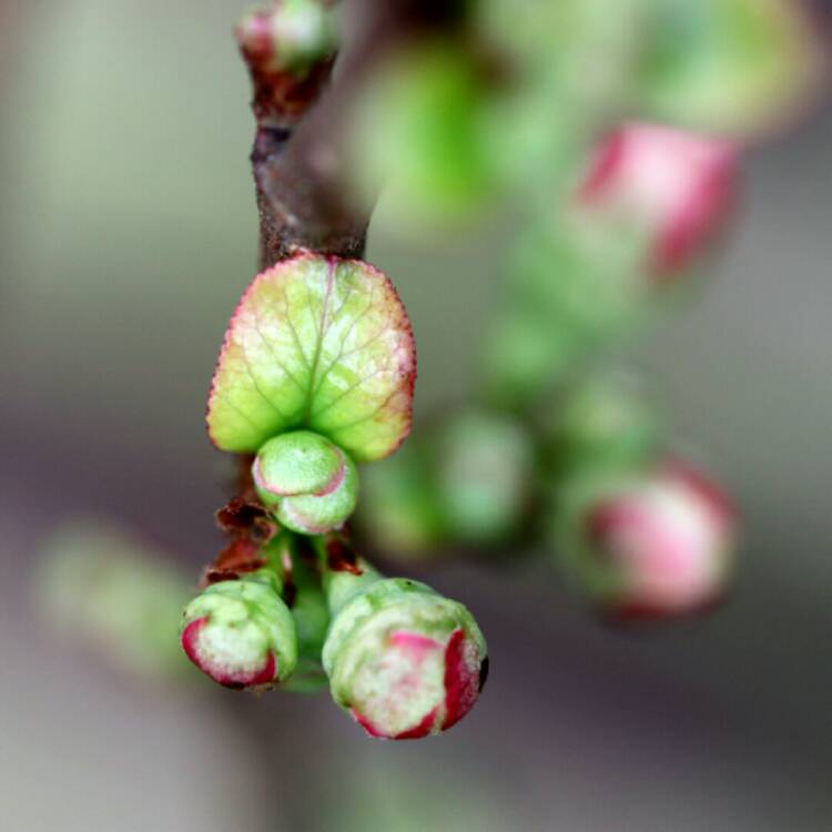 plant image 1216256 plant image 1216256