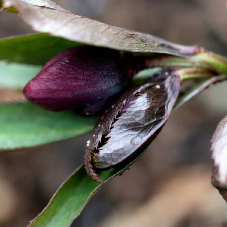 plant image 1216257