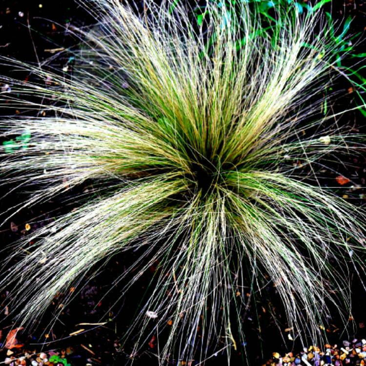 Plant image Nassella tenuissima syn. Stipa tenuissima