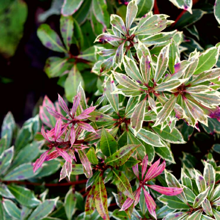 plant image 1218597 plant image 1218597