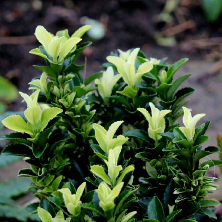 plant image 1218966 plant image 1218966