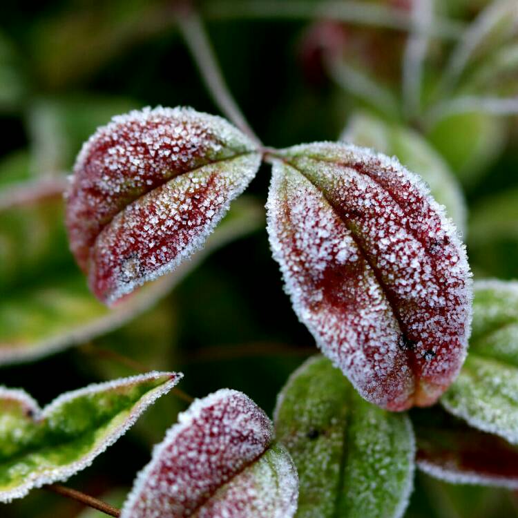 plant image 1223371 plant image 1223371