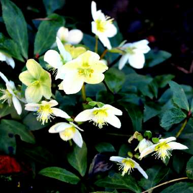 Helleborus x nigercors 'Coseh 840' (HGC Series) syn. Helleborus 'HGC Ice Breaker Pico'