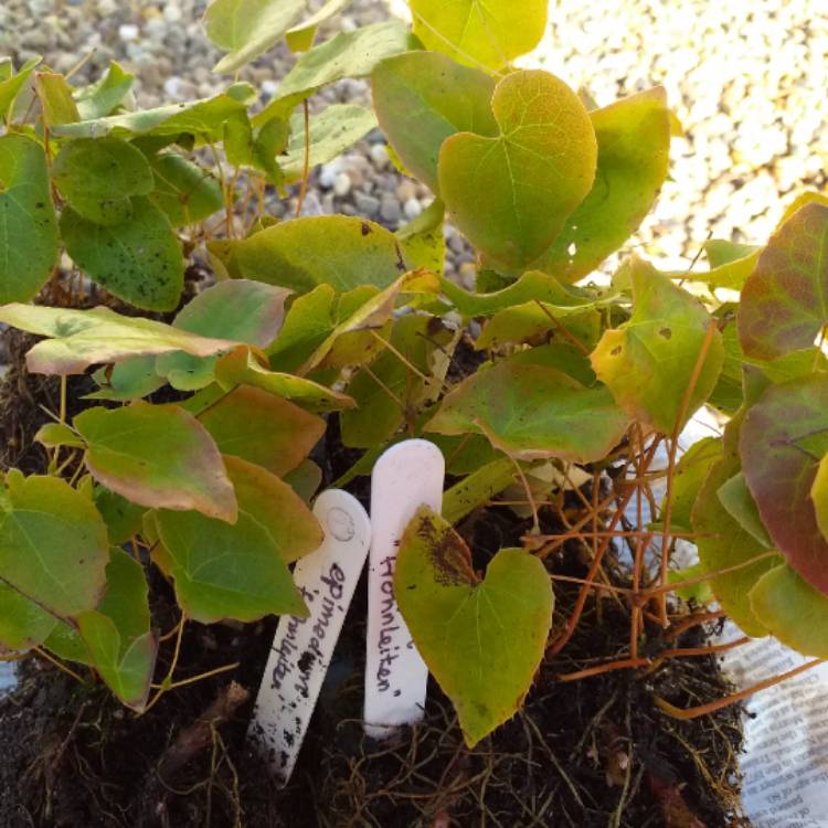 Plant image Epimedium x perralchium 'Frohnleiten'