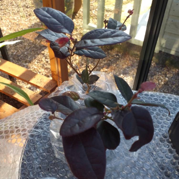 Plant image Loropetalum chinense var. rubrum 'Fire Dance'